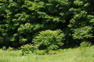 日本の北海道東部・7月の風景