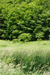 日本の北海道東部・7月の風景