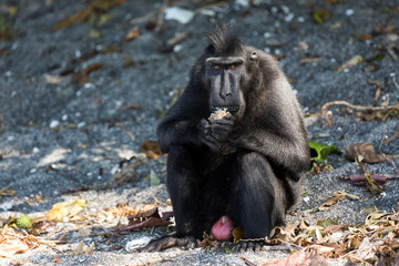 Beautiful Celebes crested macaque (Macaca nigra), aka the black ape, an Old World monkey, in the Tangkoko nature reserve on the Indonesian island of Sulawesi, during a ecotourism jungle hike