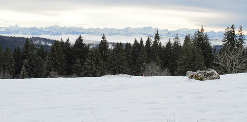Long panorama of The Alps snowy mountains with fir trees