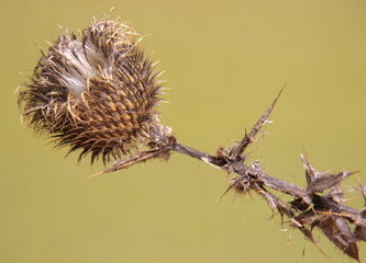Dried prickly flower with prickly leaves on a beige background