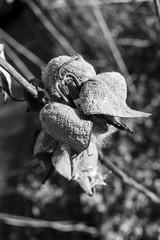 Milkweed seed pods  in winter