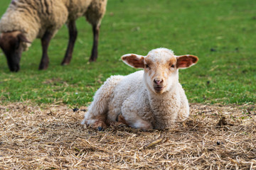 Close-up portrait of one little white and brown lamb sitting on straw on a green meadow and curiously looking at the camera. Concept of free-range husbandry, animal welfare, spring or Easter season