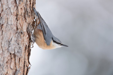 The beautiful profile of Nuthatch (Sitta Europaea)