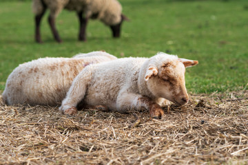 Naklejka na ściany i meble Close-up portrait of one cute little white and brown lamb sitting on a green meadow and eating some straw. Concept of free-range husbandry, animal welfare, spring or Easter season. Horizontal format