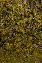 Ulex erinaceus plant