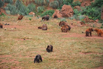 many bears eating in the field