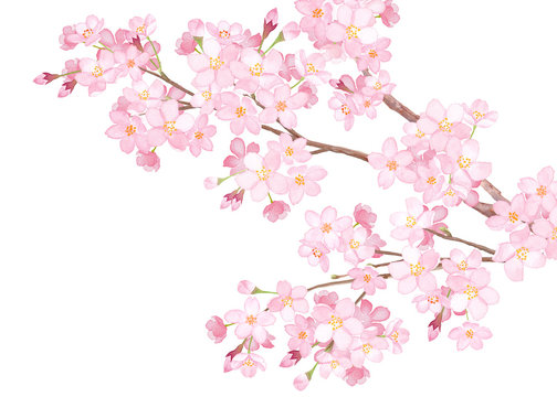 満開の桜の枝のクローズアップ　水彩イラスト