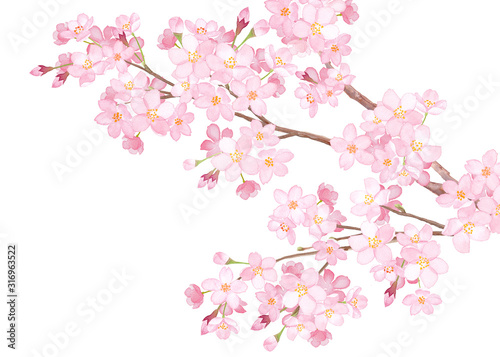 満開の桜の枝のクローズアップ 水彩イラスト Wall Mural Keiko Takamatsu 満開の桜の枝のクローズアップ 水彩イラスト Wall Mural Keiko Takamatsu