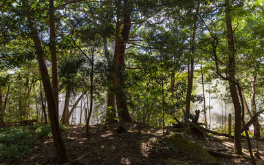 Rainforest landscape in Costa Rica