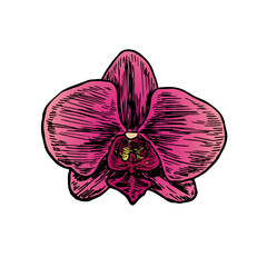 Phalaenopsis orchid pink flower, hand drawn doodle color sketch, vector illustration
