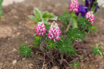 Small pink lupins in a garden