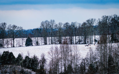 Snow covered winter pastures in the country between rows of trees with cows in the distance on the farm in Tennessee