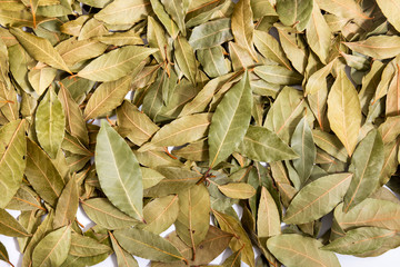  bay laurel leafs