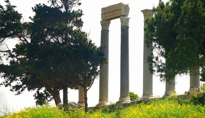 Fototapeta na wymiar Römische Kolonnaden in Byblos mit Bäumen im Vordergrund