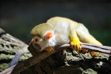 Squirrel monkey on a tree - Saimiri