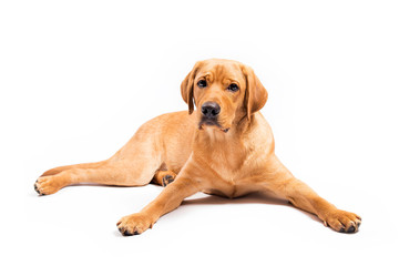 Red fox labrador retriever on white background.