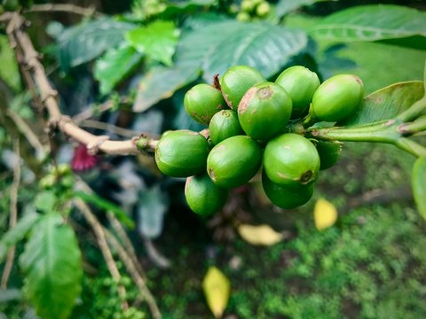 Coffee Cherries (Fusagasuga, Colombia)