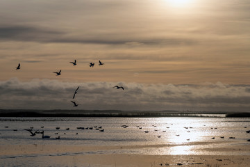 Wild birds in the sky.