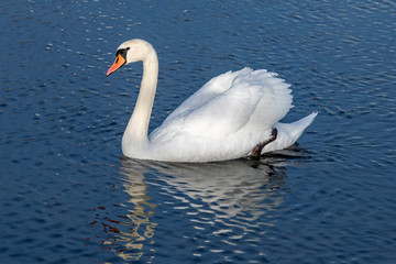 White swan on blue lake.