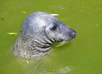 Seal in the water - close up