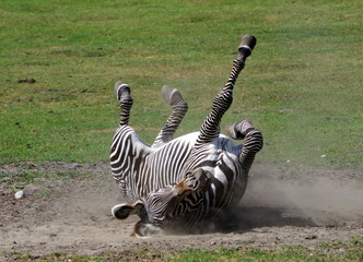 Fototapeta na wymiar Wallowing Zebra