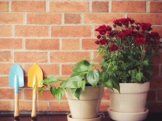 Epipremnum and red  Chrysanthemums in plant pots with gardening equipments watering can , garden spoon  on brick wall background.gardening concept