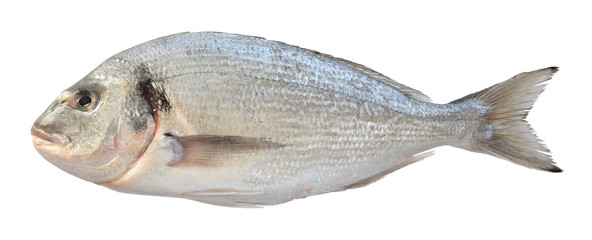 Dorado fish raw uncooked whole isolated on white