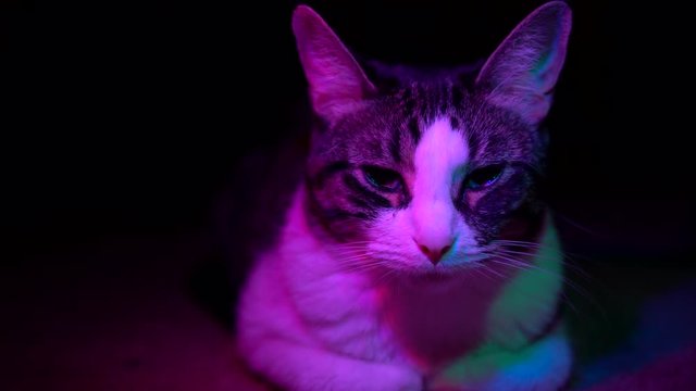 A small cat sits in the dark staring at the camera, illuminated in color, slowly blinking its eyes, as it twitches its ear. 4k 23.98 fps.