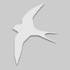 bird swallow in bright colors