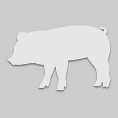 pet pig in bright tone