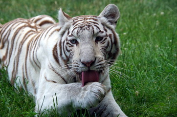 Fototapeta na wymiar Very rare White Bengal Tiger