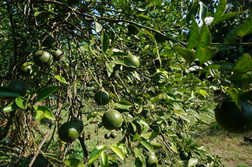 Ripe citrus fruit hanging from branches of orange trees, ripe fruit with fresh greenish yellow color during harvest, this is a special fruit in East Java Indonesia.
