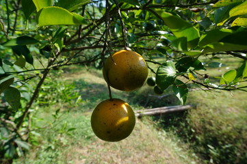 Ripe citrus fruit on a tree