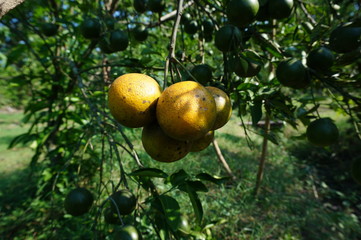 Ripe citrus fruit on a tree