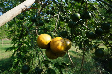 Ripe citrus fruit hanging from branches of orange trees, ripe fruit with fresh greenish yellow color during harvest, this is a special fruit in East Java Indonesia.