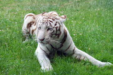 Very rare White Bengal Tiger