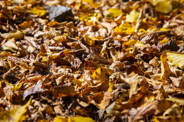 Abstract background of yellow autumn oak leaves lie curled up on the ground. Soft focus real forest. Habitat foliage