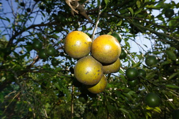 Ripe citrus fruit on a tree