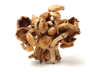 dried mushroom on white background