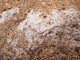 Padalec zwyczajny (Anguis fragilis) należy do płazów jest coraz rzadziej spotykanym płazem