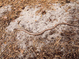 Padalec zwyczajny (Anguis fragilis) należy do płazów jest coraz rzadziej spotykanym płazem