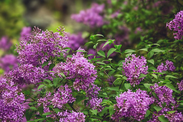 Blooming lilac, springtime floral background