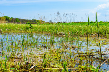 Bulrush plants in the swamp on summer
