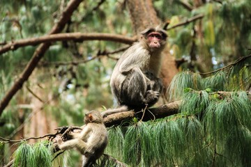 Monkeys in the forest