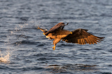White-tailed sea eagle (Haliaeetus albicilla) in flight, hunting and catching fish, Flatanger, Norway