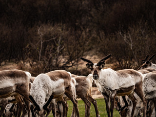 Reindeers