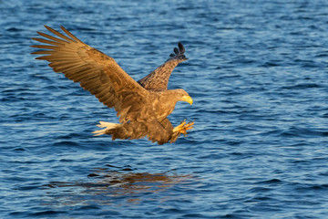 White-tailed sea eagle (Haliaeetus albicilla) in flight, hunting and catching fish, Flatanger, Norway