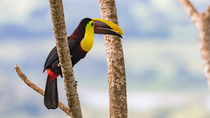 Swainson's Toucan, Chestnut-mandibled Toucan seen near Tarcoles river, Costa Rica