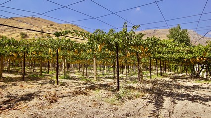 Weinberge Libanon